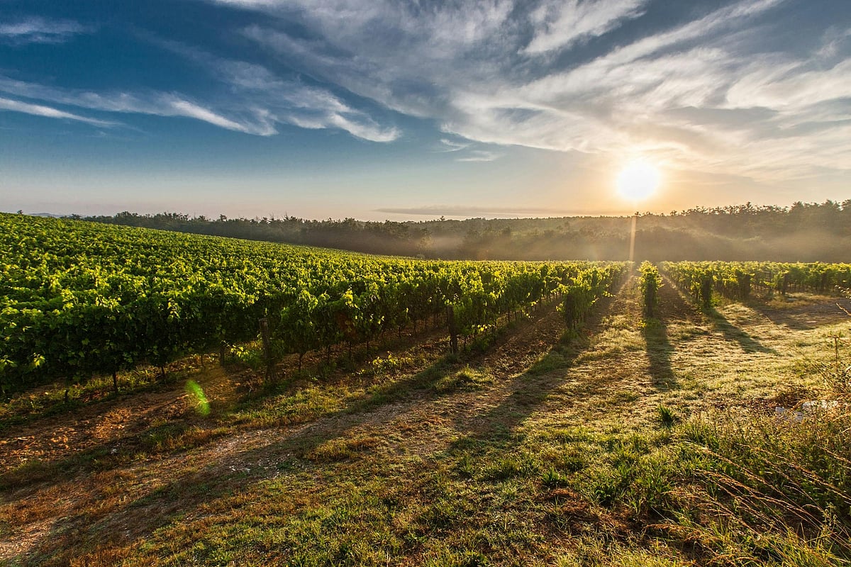 Pexels : Top 5 Wine Regions In The US (Rep Image)